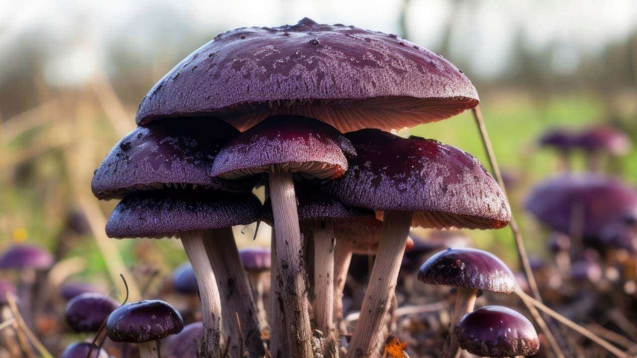 6 Saat Boyunca Hiçbir Belirti Vermeyebilir, Zehirli Mantar Nasıl Anlaşılır?