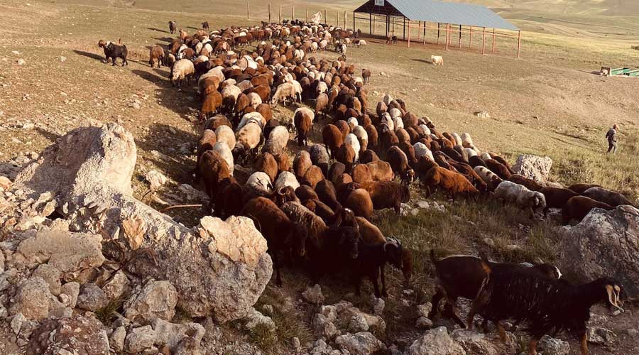 Uşak'ta sürüye yıldırım düştü: 18 keçi telef oldu!