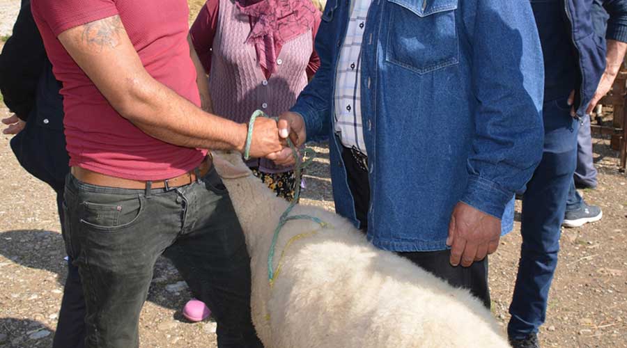 Kurbanlık alışverişlerine bakanlıktan uyarı! O uygulamadan kontrol edin
