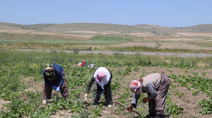 Mevsimlik işçiler dikkat: Yevmiye dışında da birçok hakkınız bulunuyor!