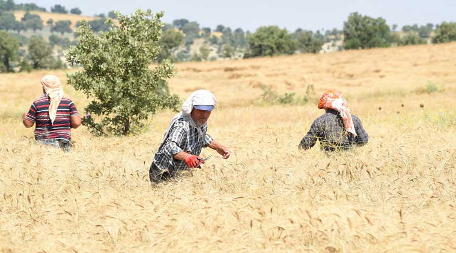 Uşak'ta arpada yüzde 100, buğdayda yüzde 60 rekolte artışı bekleniyor