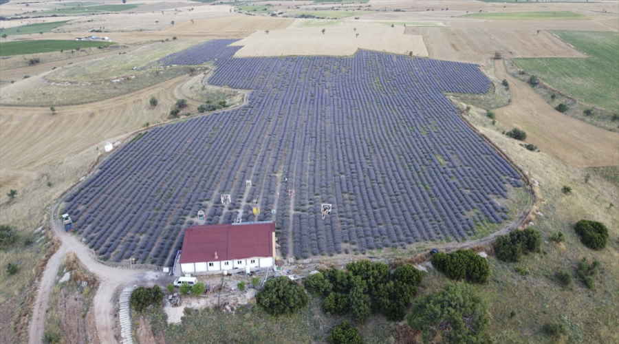 Uşak'ta,  55 dekarlık bahçede başlayan lavanta üretim alanı 970 dekara yükseldi