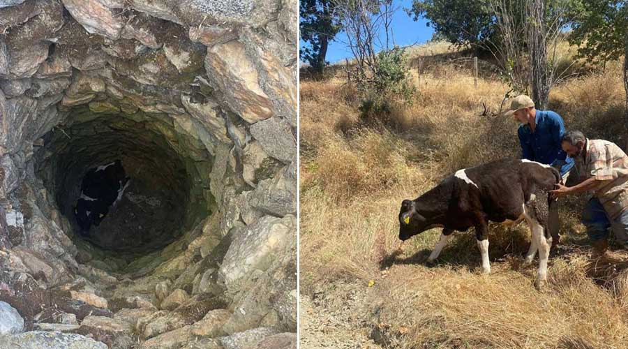 Uşak'ta 5 metrelik kuyuya düşen buzağıyı itfaiye kurtarıldı