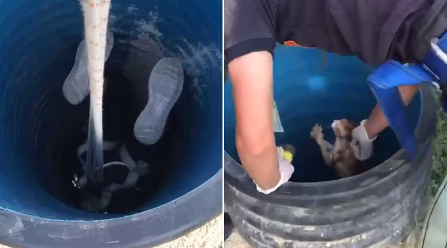 Uşak'ta kuyuya düşen kedi yavrusunu itfaiye kurtardı