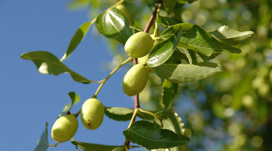 Portakal ve limondan 10 kat fazla C vitaminine sahip! Hünnabın faydaları neler?