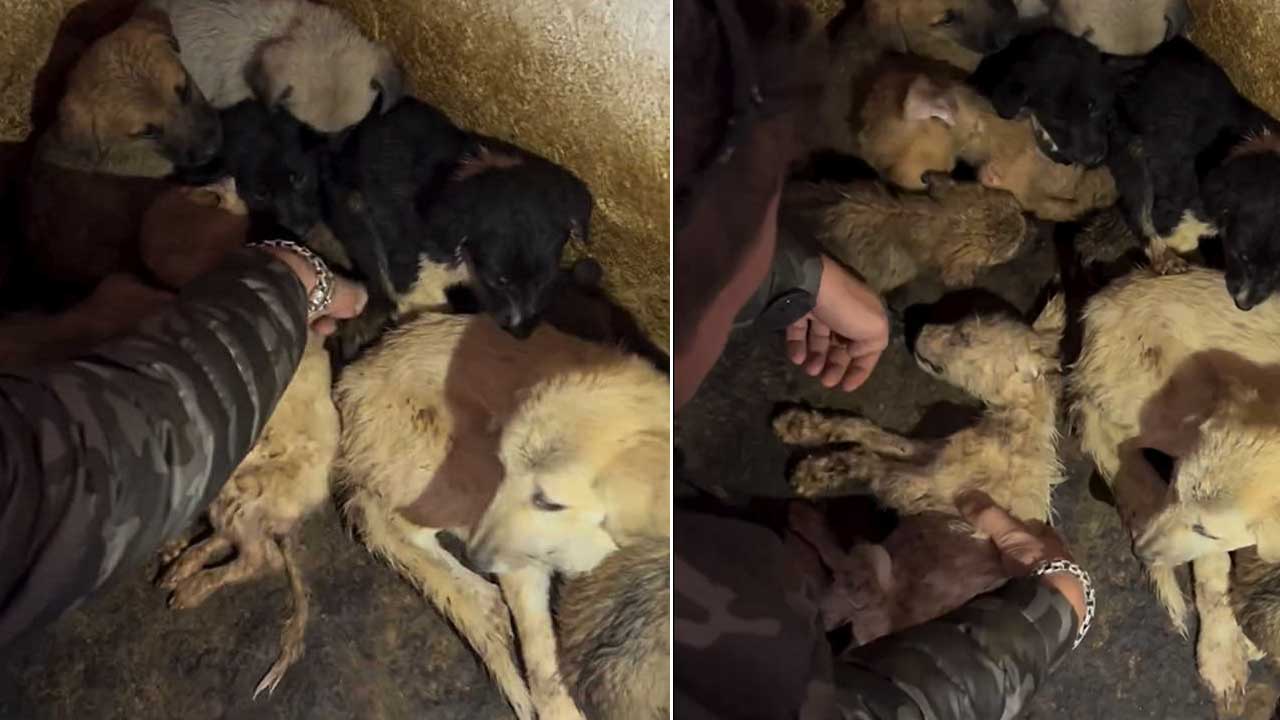 Uşak’ta kan donduran olay! Hayvan Barınağında yürek parçalayan görüntüler