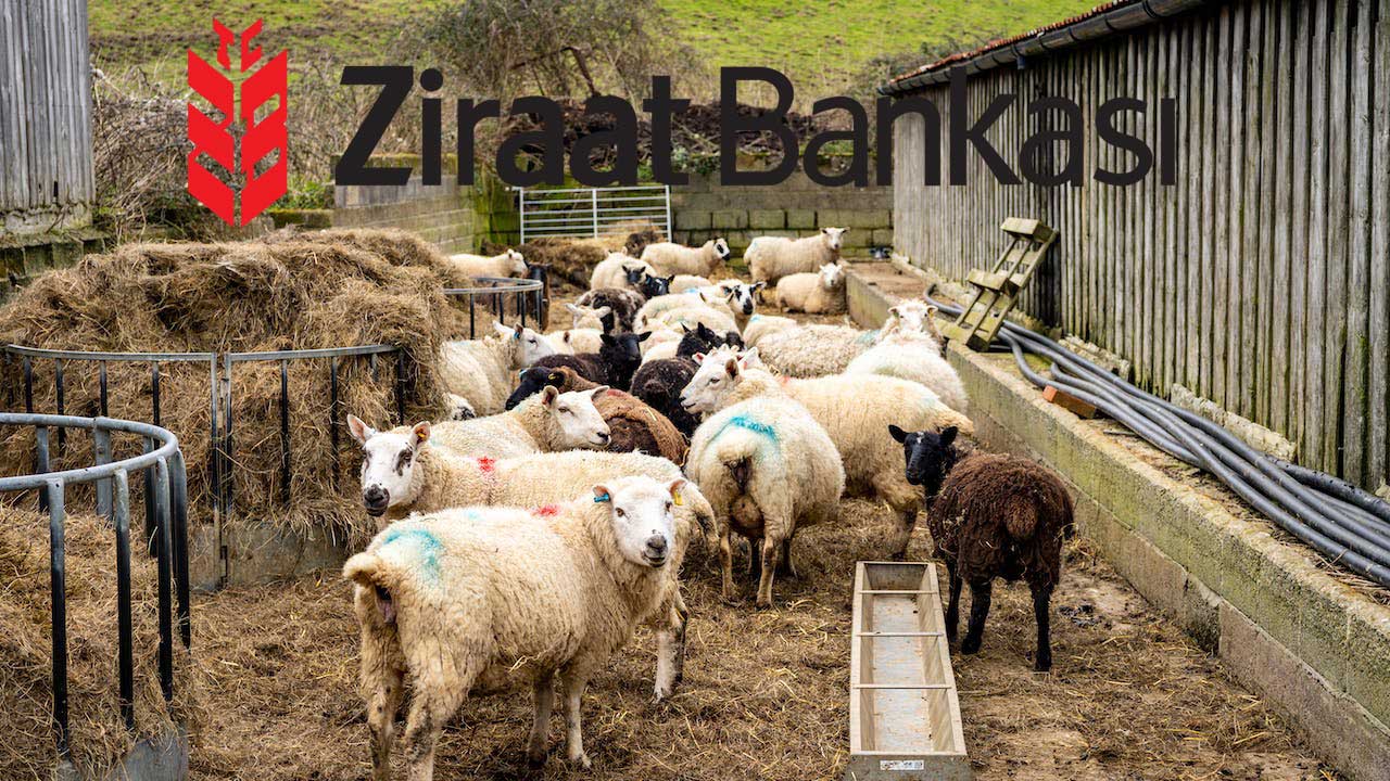 Ziraat Bankası’ndan Yem Kredisi Almak İsteyen Uşaklı Çiftçiler Nasıl Bir Yol İzlemeli?