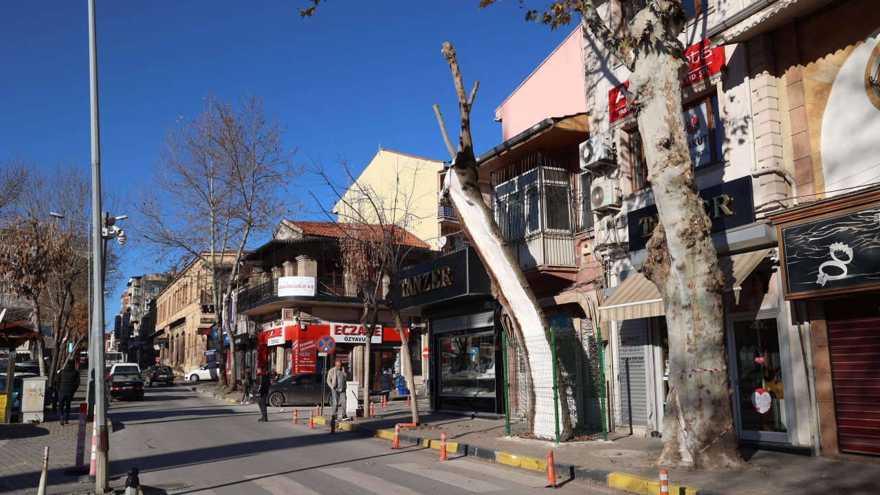 Ulu Camii'nin karşısındaki 100 yıllık çınar ağacı koruma altına alındı