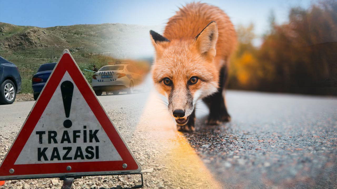 Tilkiye çarpan otomobilin sürücüsü öldü