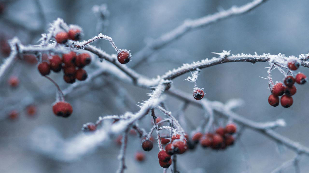 Meteoroloji'den Uşak için zirai don uyarısı