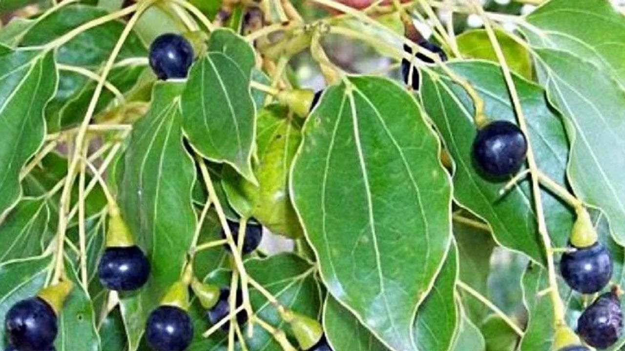 Uzak Doğu'nun mucizevi bitkisi kafur: Ağrıdan ateşe, böceklerden yaralara her şeye deva