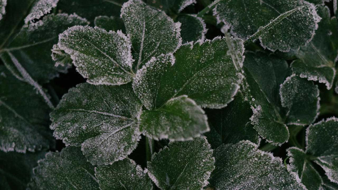Meteoroloji uyardı: Uşak'ta zirai don bekleniyor