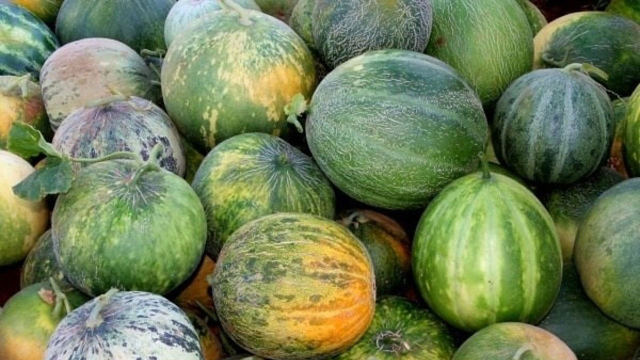 Karahallı Kavunu (Düğleği) uluslararası lezzet kataloğuna girdi