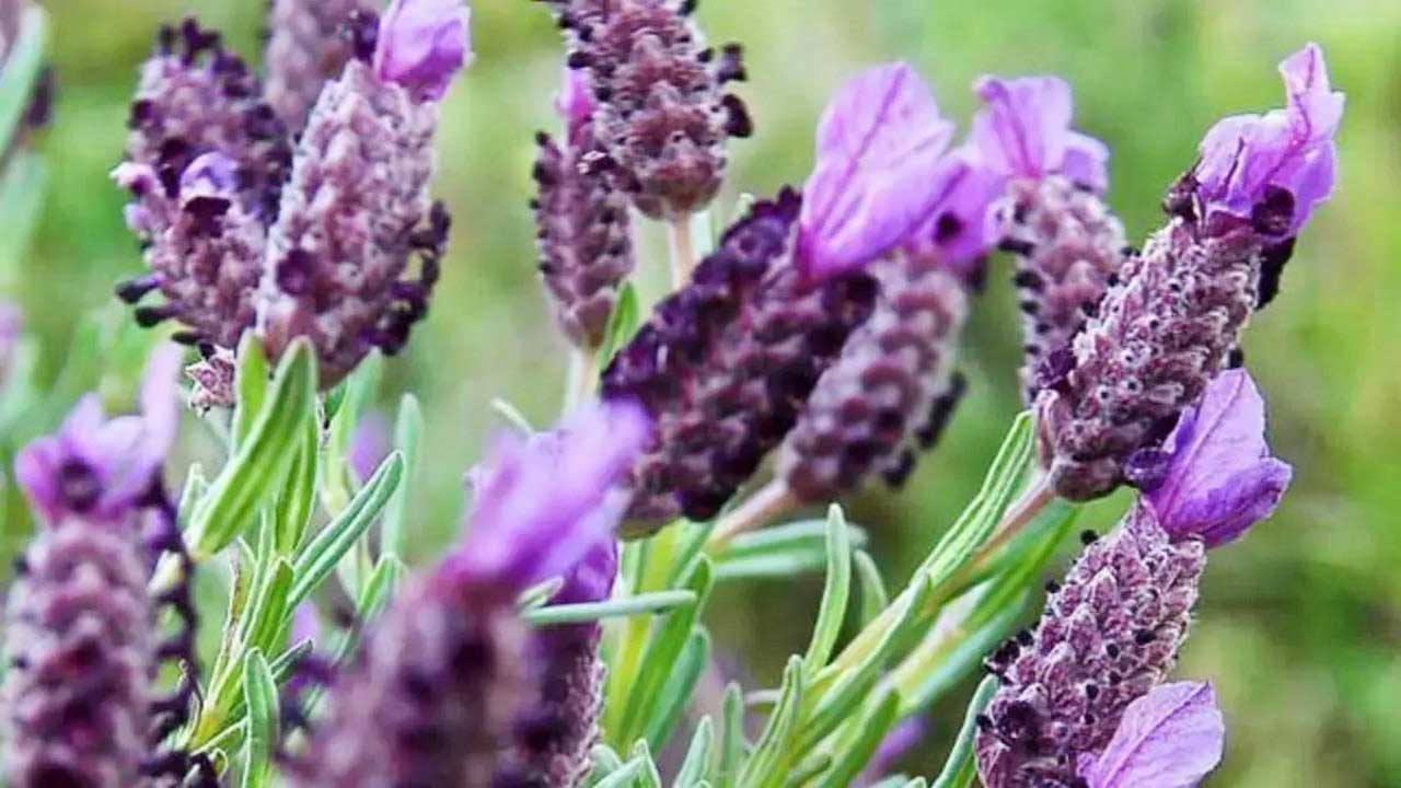 Karabaş otunun faydası saymakla bitmiyor, karabaş otu ile yapabileceğiniz 3 şey