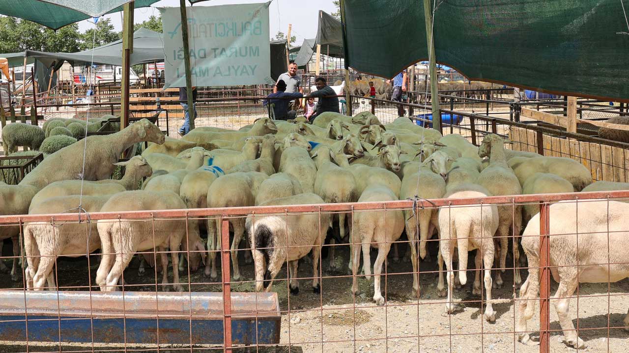İl İl Kurbanlık fiyatları açıklandı, Kurban Bayramı ekonomisi el yakıyor