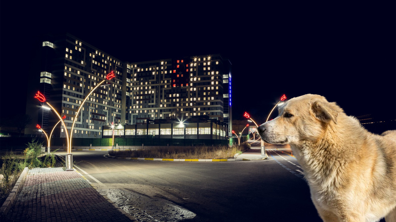Uşak’ta sokak köpekleri öğrencileri canından bezdirdi