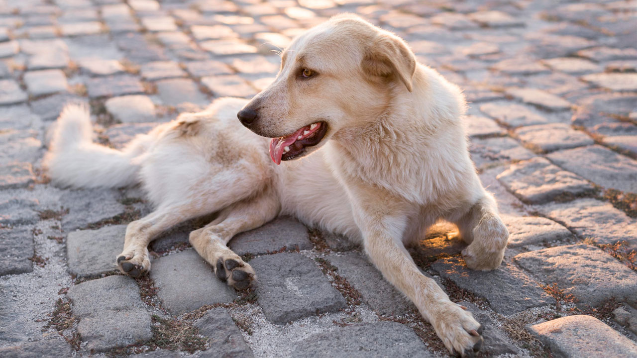 Belediyelere sokak köpeği uyarısı: Sokağa bırakana 71 bin lira ceza