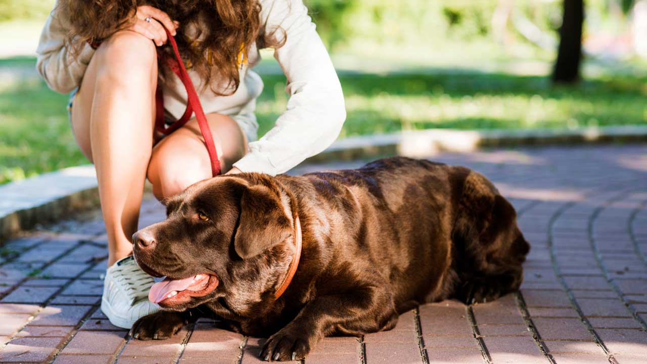 Köpek sahiplenip terk etmenin cezası 30 kat arttı