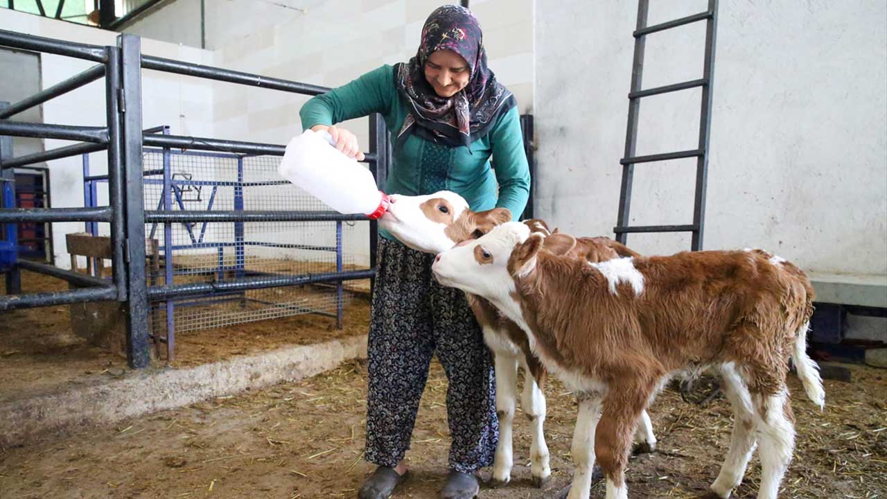 Devlet desteğiyle çiftlik kuran Uşaklı Süreyya Kozak buzağılarını biberonla besliyor