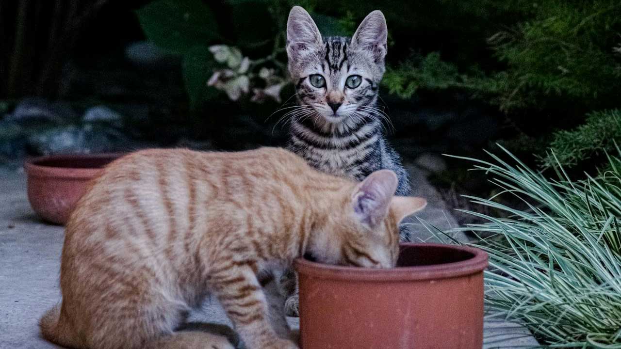 Kedilerin yemeyi en çok sevdiği yiyecekler neler?