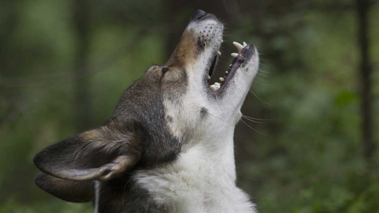 Köpekler ezan okunurken neden ulur, sebebi bu olabilir