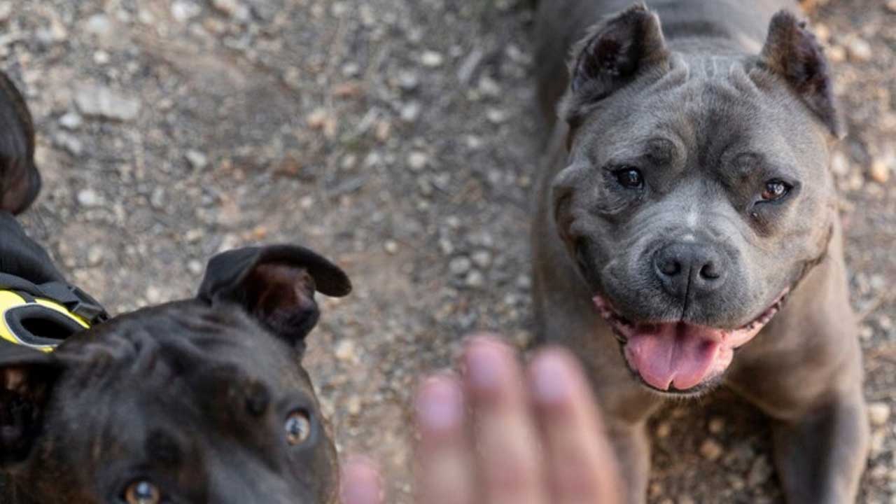 Köpek saldırısına karşı hazırlıklı olun, sakın bu hataları yapmayın!