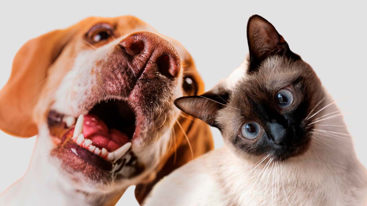 Uşak'ta petshop açmak isteyenler için eğitim programı