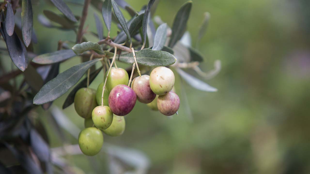 Uşak’ta yüzde 50 hibeli zeytin fidanı dağıtımı başlıyor