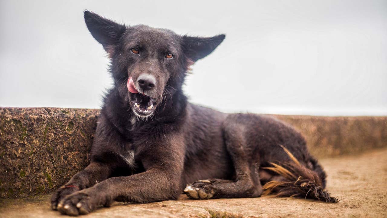 Başıboş sahipsiz köpekler için yeni adım: 81 ilin valiliğine yazı gönderildi