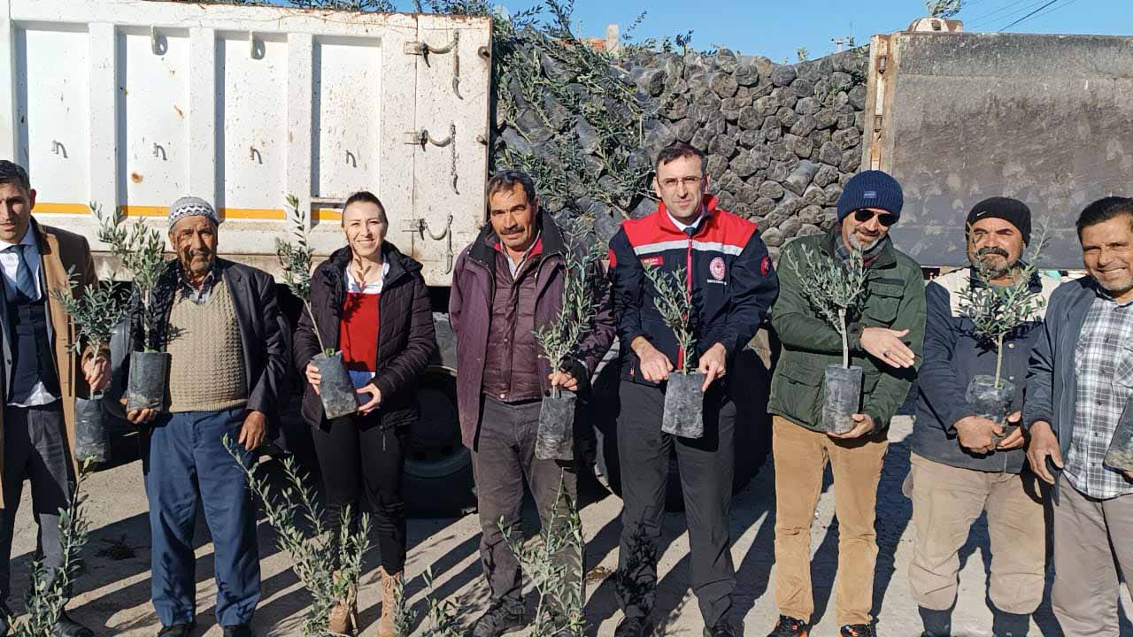 Uşak’ta üreticilere 5000 zeytin fidanı dağıtıldı