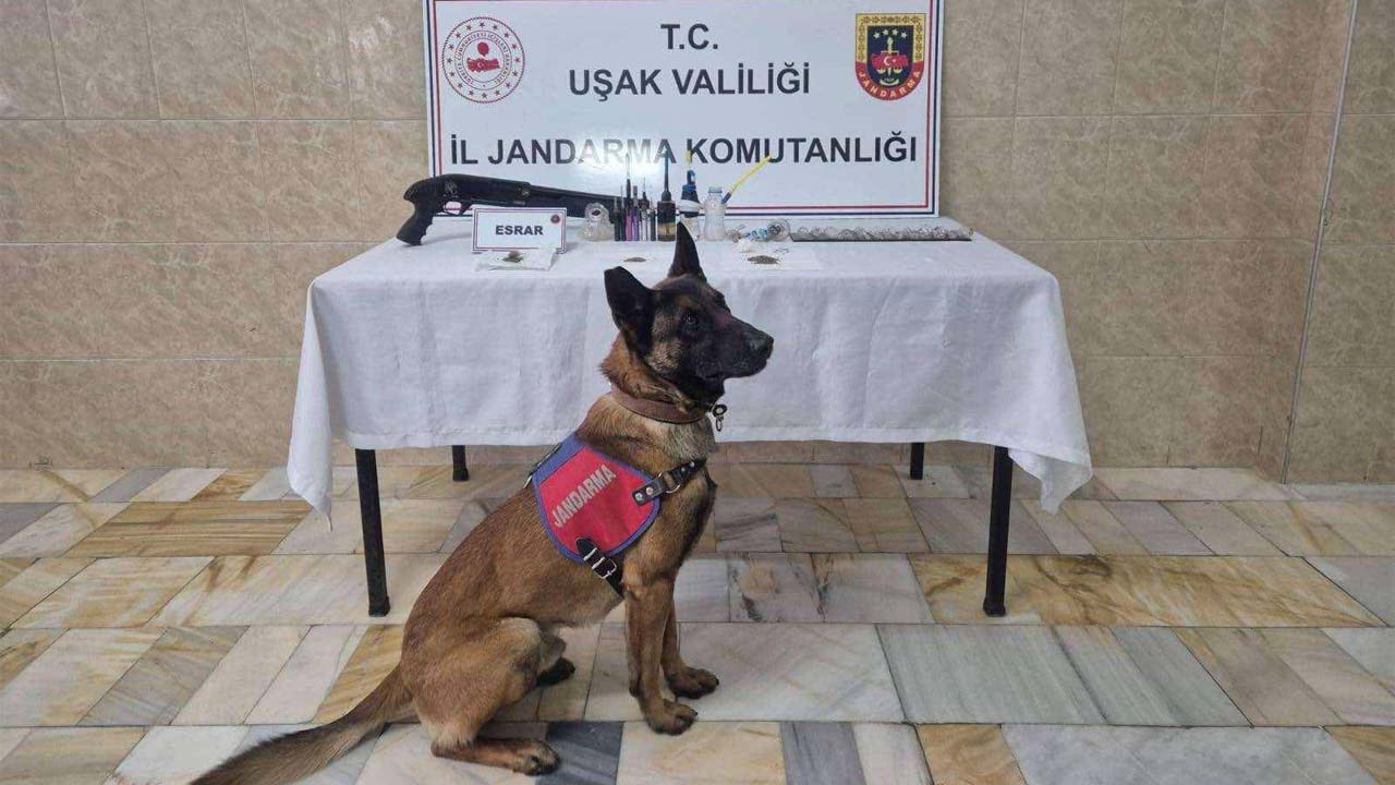 Uşak jandarması'ndan 3 adrese eş zamanlı uyuşturucu operasyonu