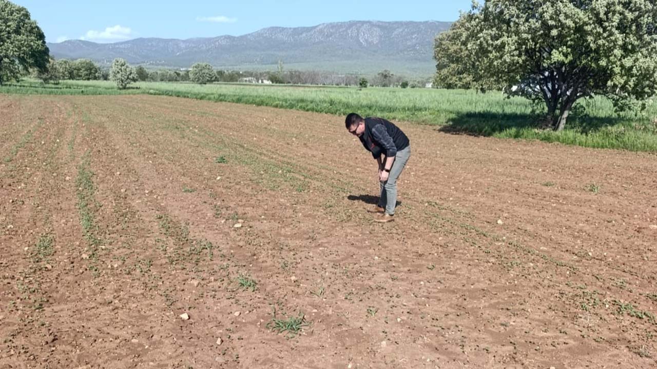 Glütensiz sağlık deposu karabuğday Sivaslı topraklarında hayat buldu