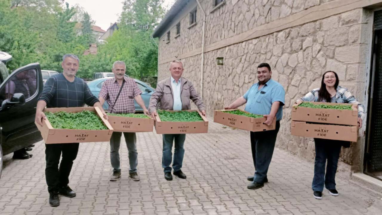Uşaklı çiftçilere 333 bin domates fidesi dağıtıldı