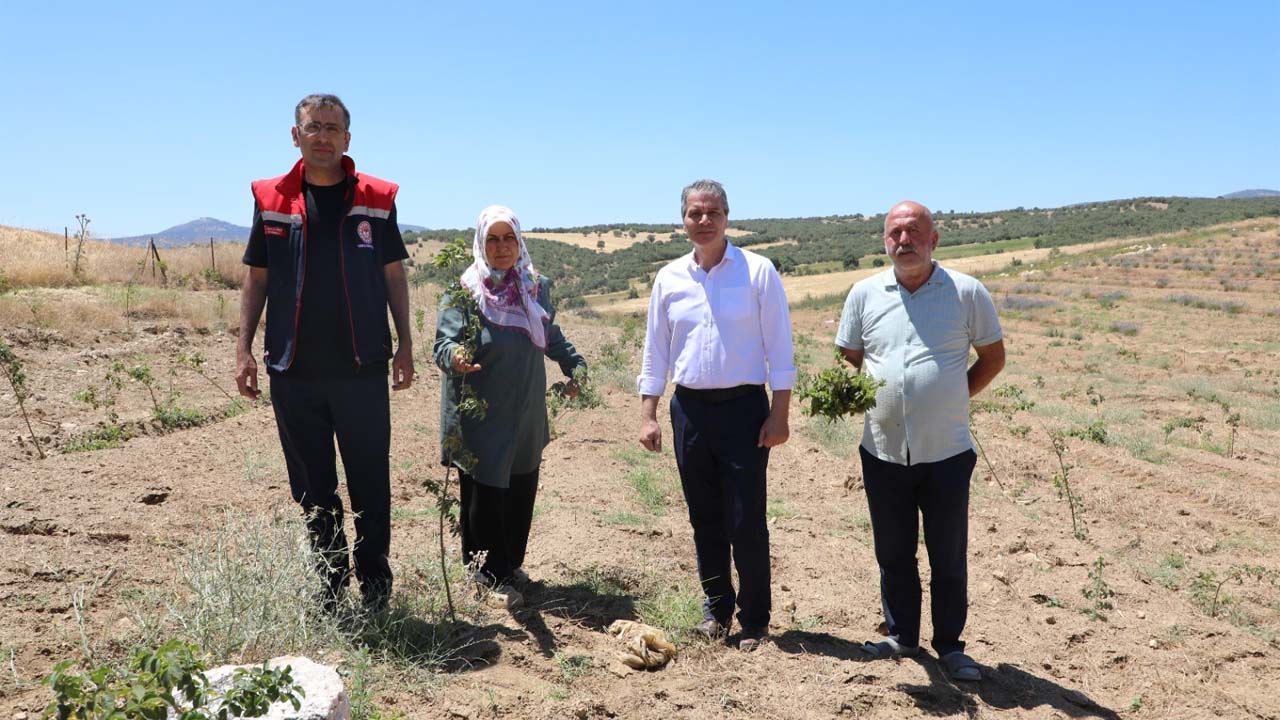 Eşme’nin topraklarında lavanta ve kuşburnu kokusu yükseliyor