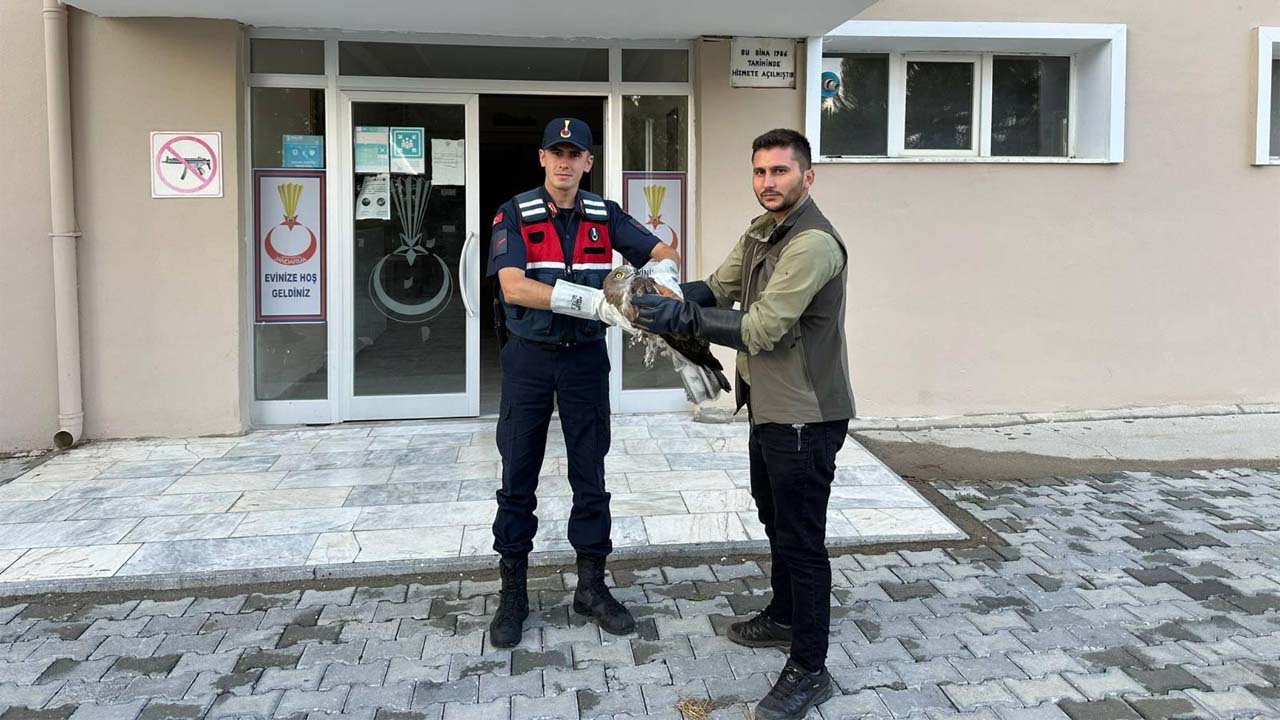 Ulubey’de jandarmanın duyarlılığı sayesinde yaralı şahin hayata tutundu