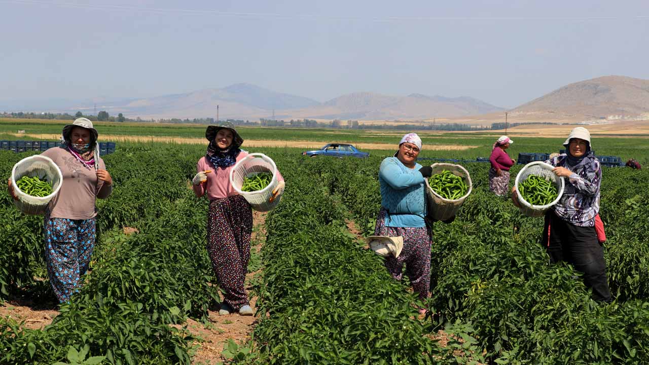 Uşaklı kadınlar günde 14 ton biber hasadı gerçekleştiriyor