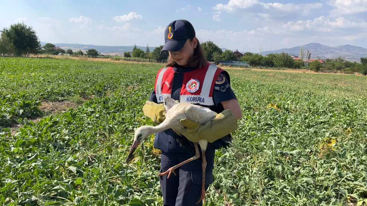 Uşak’ta yaralı leylek tedavi altına alındı