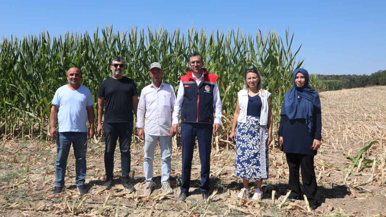 Uşak’ta mısır silajı hasadına İl Müdürü de katıldı
