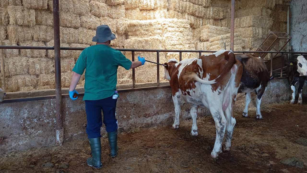 Ulubey’de 3 İşletme Karantinada: Şap Hastalığı İçin Geniş Önlemler Açıklandı