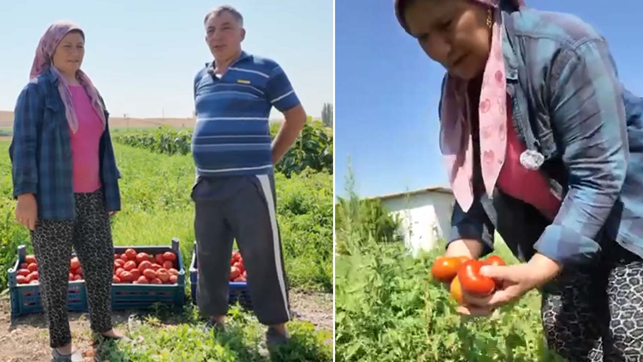 Uşak’ta 333 bin domates fidesiyle rekor verim