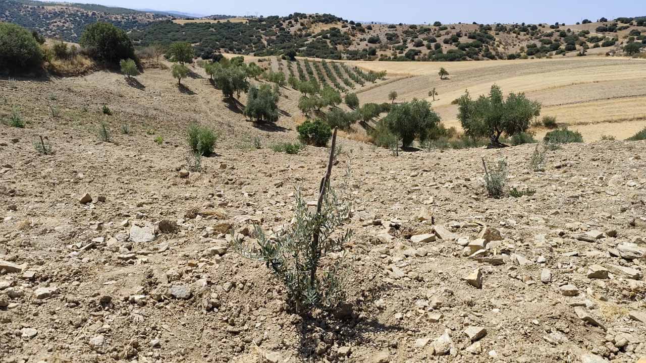 Eşme ve Merkez’de üreticilere 39 Bin Gemlik zeytini fidanı dağıtıldı