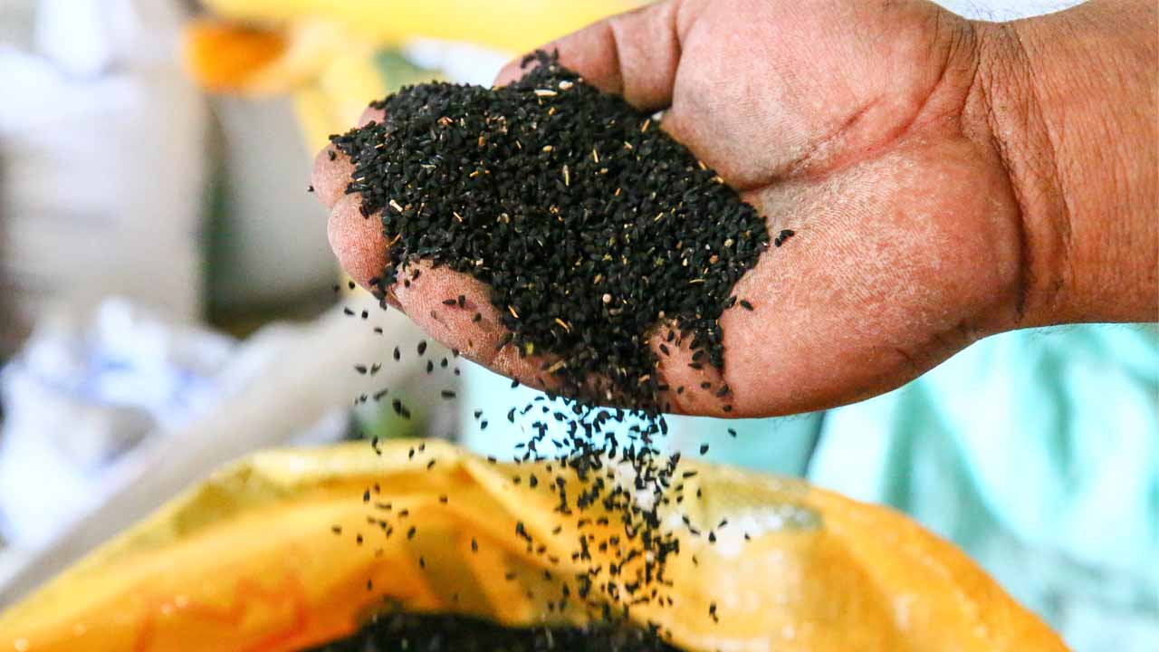 Uşak'ta bu yıl 3 bin 500 ton çörek otu üretildi