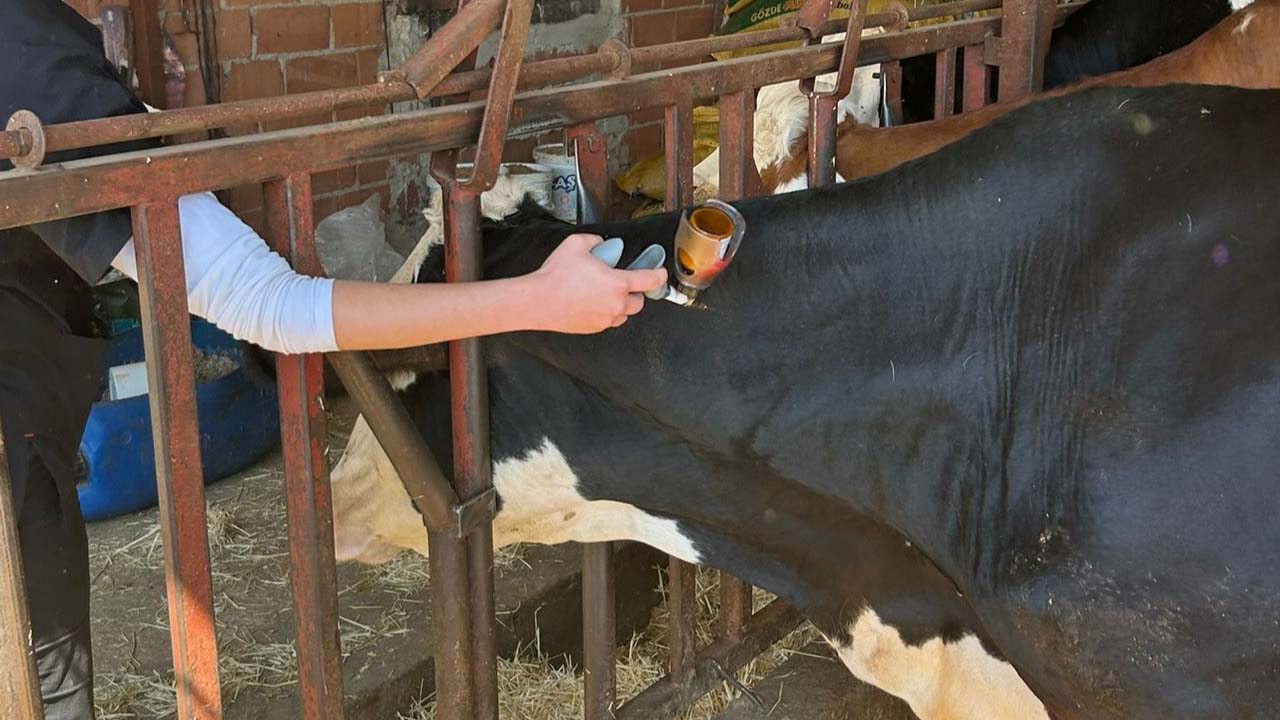 Uşak’ta 16 yerleşim bölgesinde şap alarmı