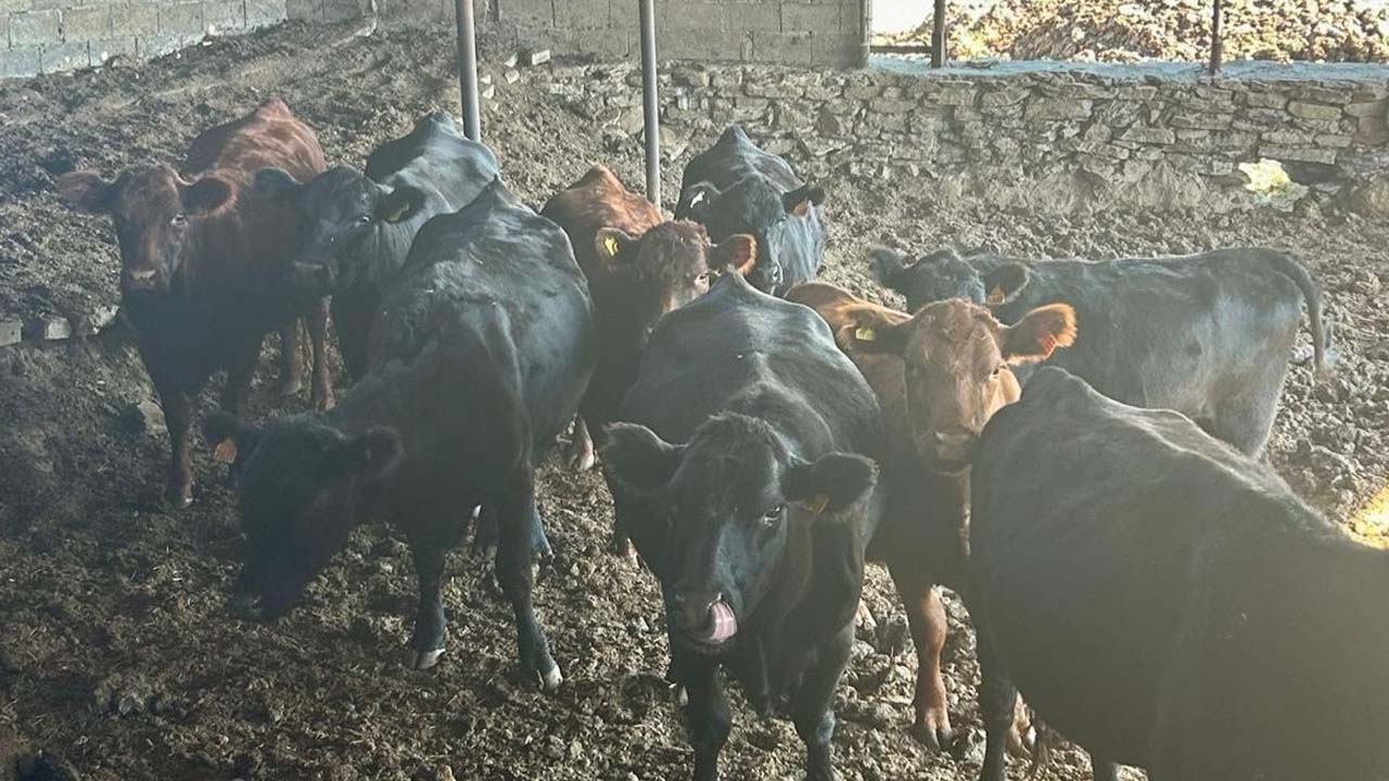 Uşak’ta hayvancılığa destek sürüyor, Eşme’de 10 angus teslim edildi