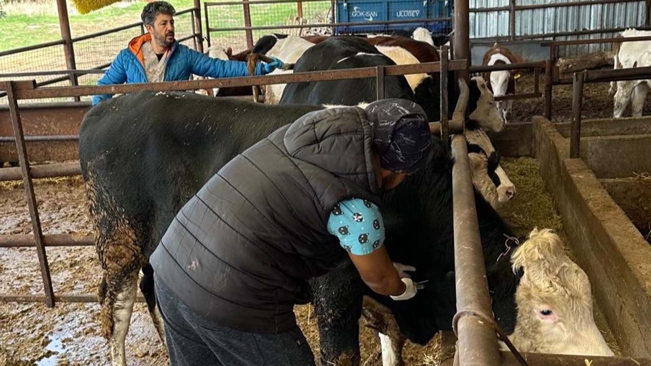 Uşak’ta hayvan sağlığı için örnek uygulama