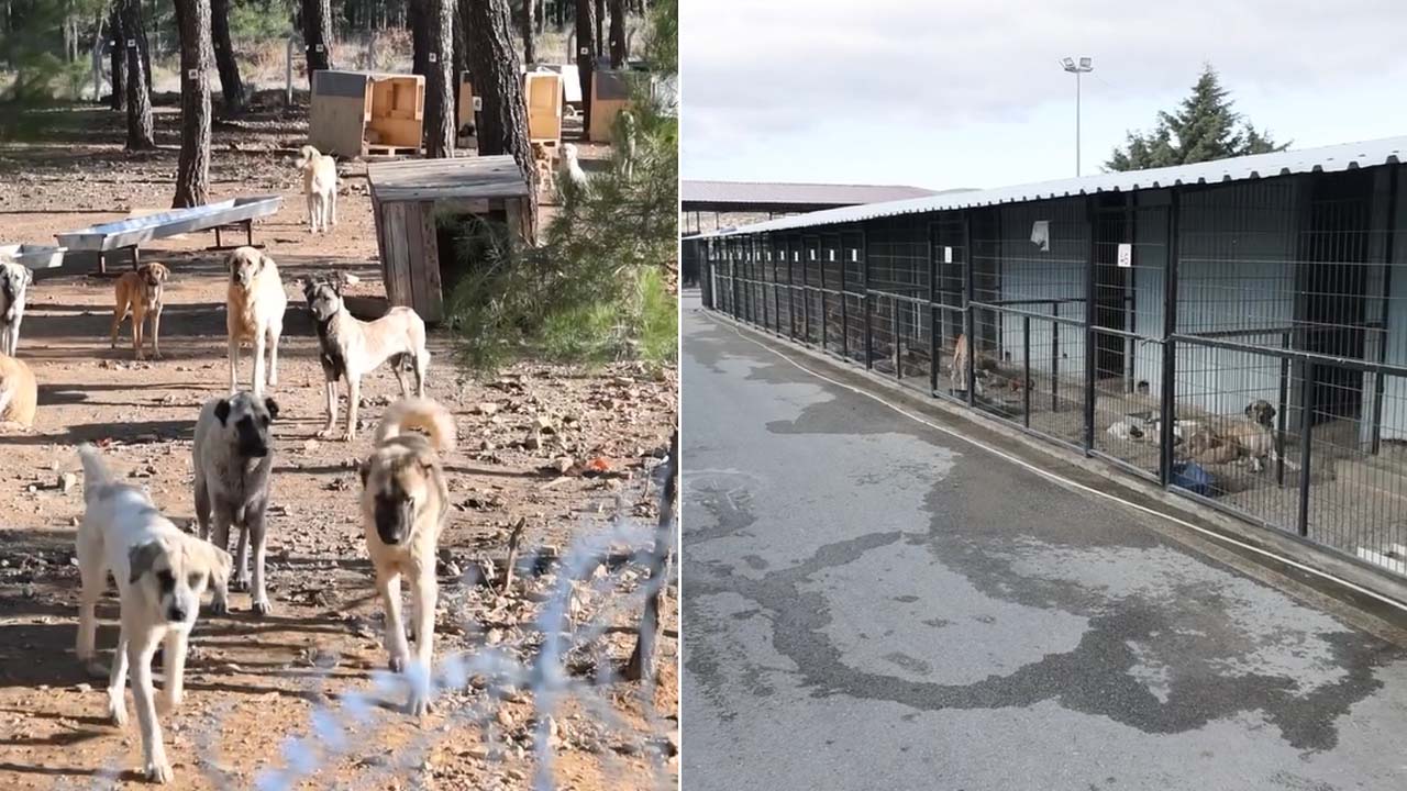 Sokak Hayvanları Hakkında Tartışmalara Net Yanıt! Uşak Belediyesi Süreci Anlattı