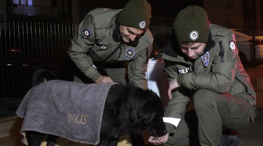 Uşak polisi sokak hayvanlarını besledi