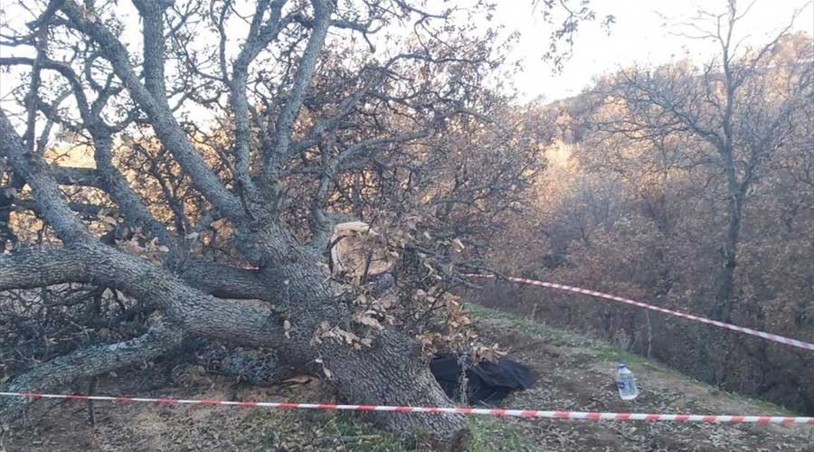 Uşak'ta kestiği ağacın altında kalan Seyhan Ersöz  öldü