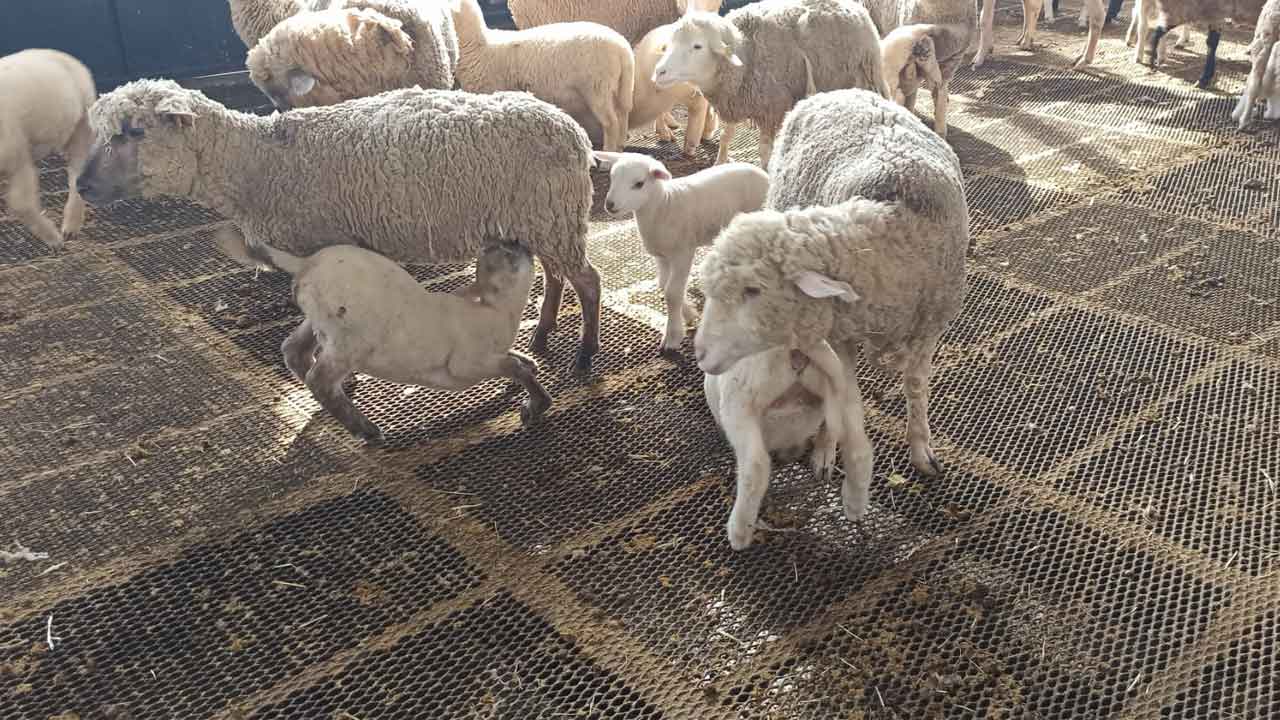 Uşak'ta Hayvancılık İşletmesine Müdür Bilir'den Ziyaret