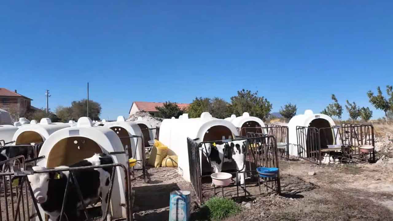 Uşak Hayvancılıkta Öncü Oldu: Türkiye’nin İlk Kolostrum Tesisi Faaliyette